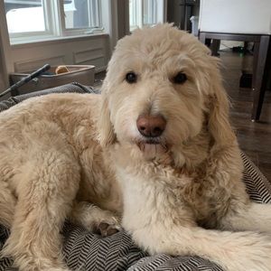 Meet your Posher, Samara